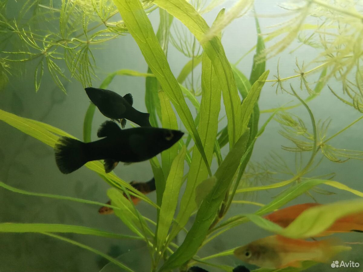 Аквариумная рыбка Моллинезия черная