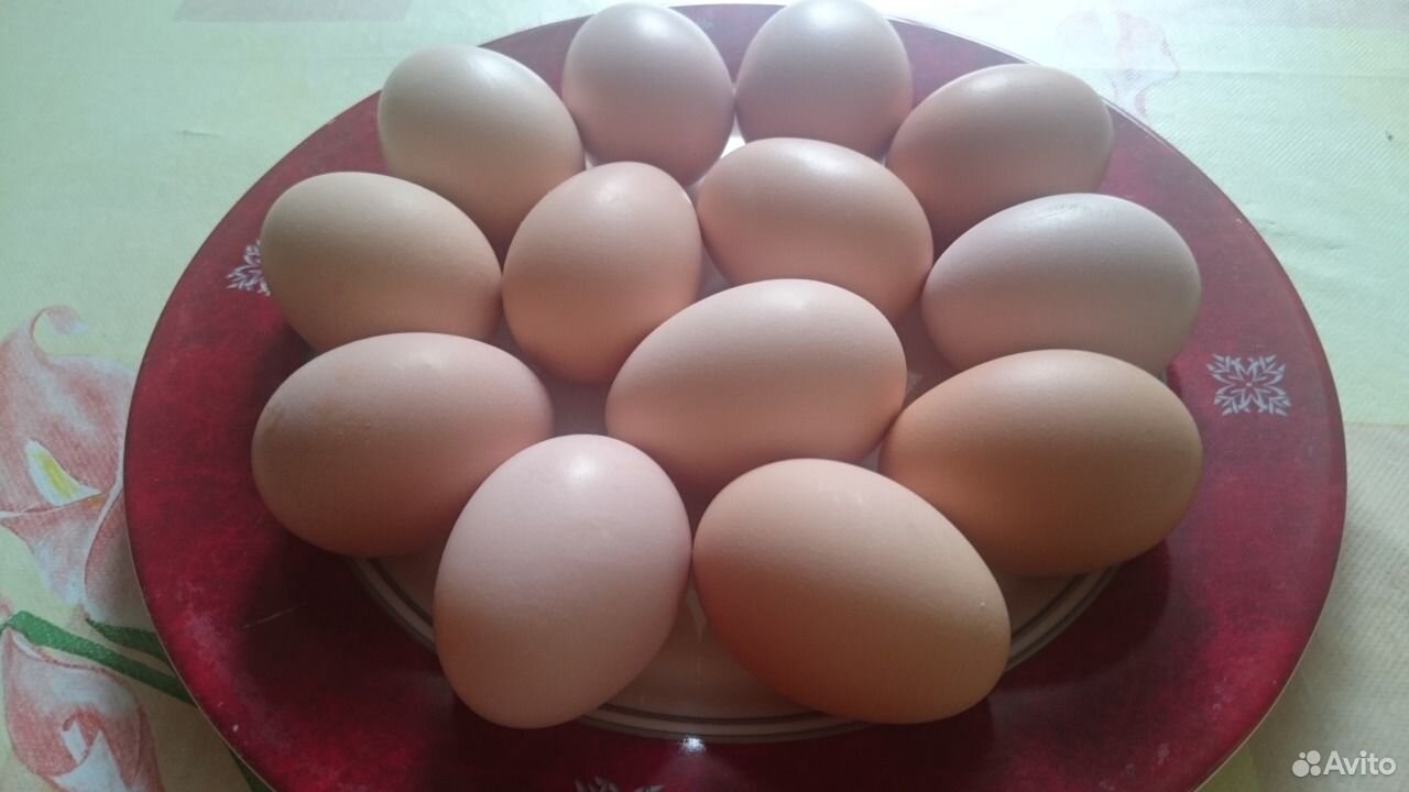 Куриное яйцо купить на Зозу.ру - фотография № 2