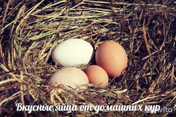 Яйцо перепелиное, цесариное, куриное купить на Зозу.ру - фотография № 1