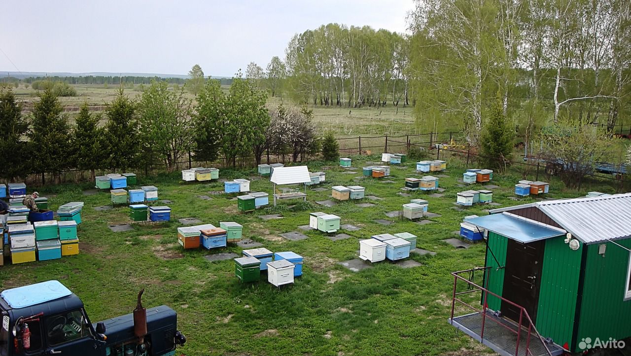 Продам пчел, пасеку, ульи, пчелосемьи купить на Зозу.ру - фотография № 3