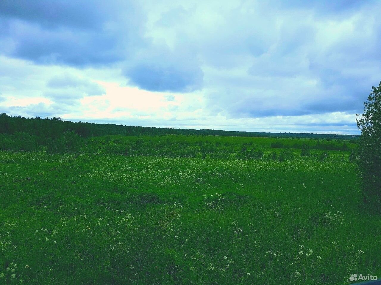 Сельскохозяйственные земли Вологодская область. Красивые поля в Череповецком районе. Купить земельные в вологодской