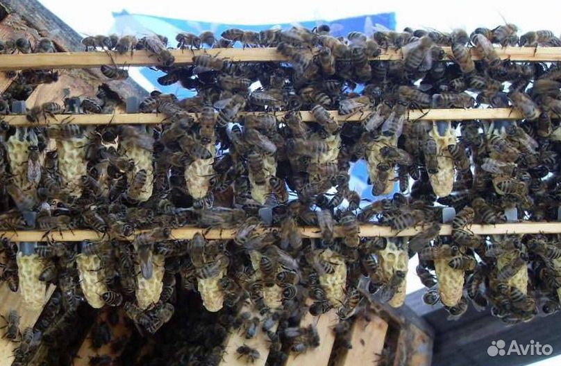 Маточники пчелиные купить на Зозу.ру - фотография № 1