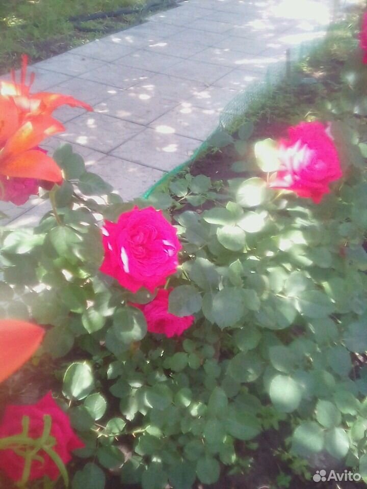 Розы живые цветы купить на Зозу.ру - фотография № 8