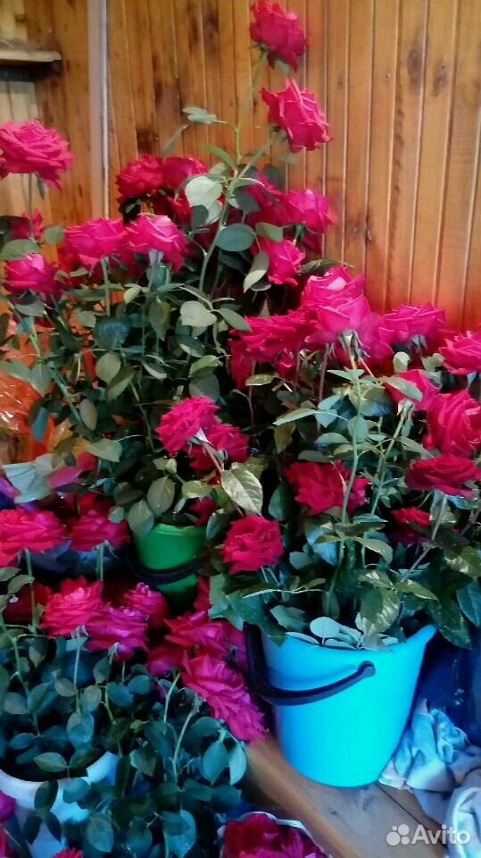 Цветы розы купить на Зозу.ру - фотография № 2