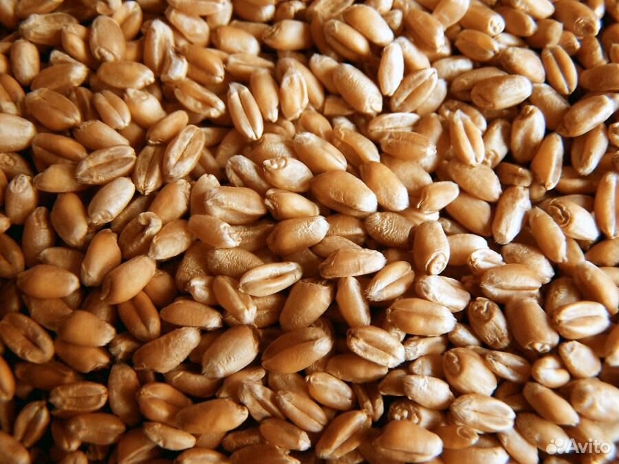 Зерно(пшеница,ячмень) купить на Зозу.ру - фотография № 1