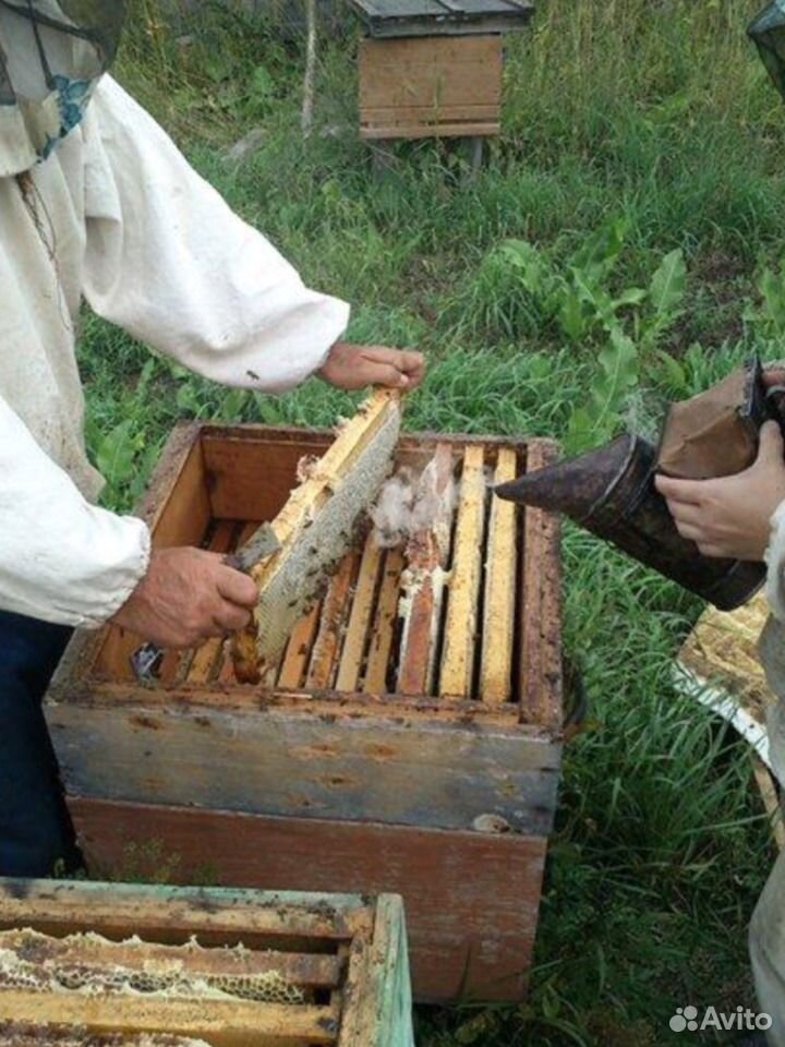 Майский мед с Алтая купить на Зозу.ру - фотография № 5