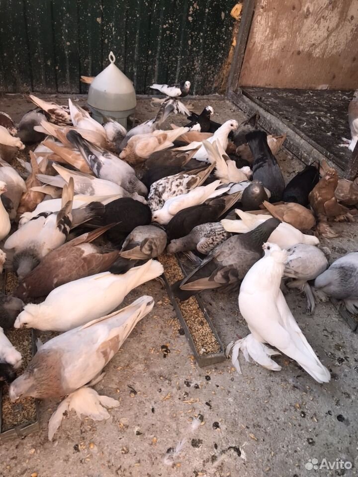 Продаю узбекских голубей. Не вольер все летают купить на Зозу.ру - фотография № 5