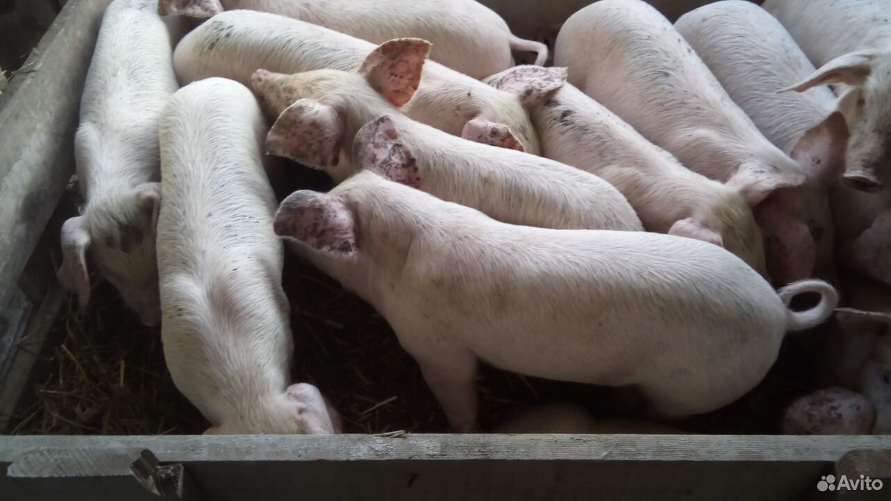 Авито животные поросята купить. Породы свиней в ОАО Белореченское. В Белореченском районе на рынке есть поросята. Поросята породы русская белая купить. Поросята в Кирсанове или Умет.
