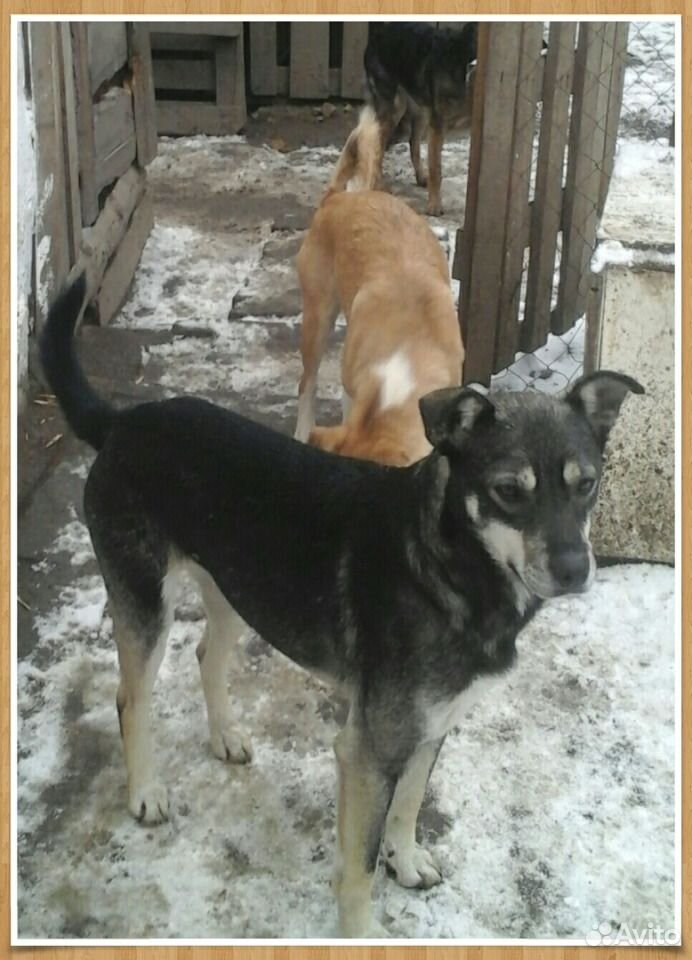 Стерилизованная собака Авва купить на Зозу.ру - фотография № 1