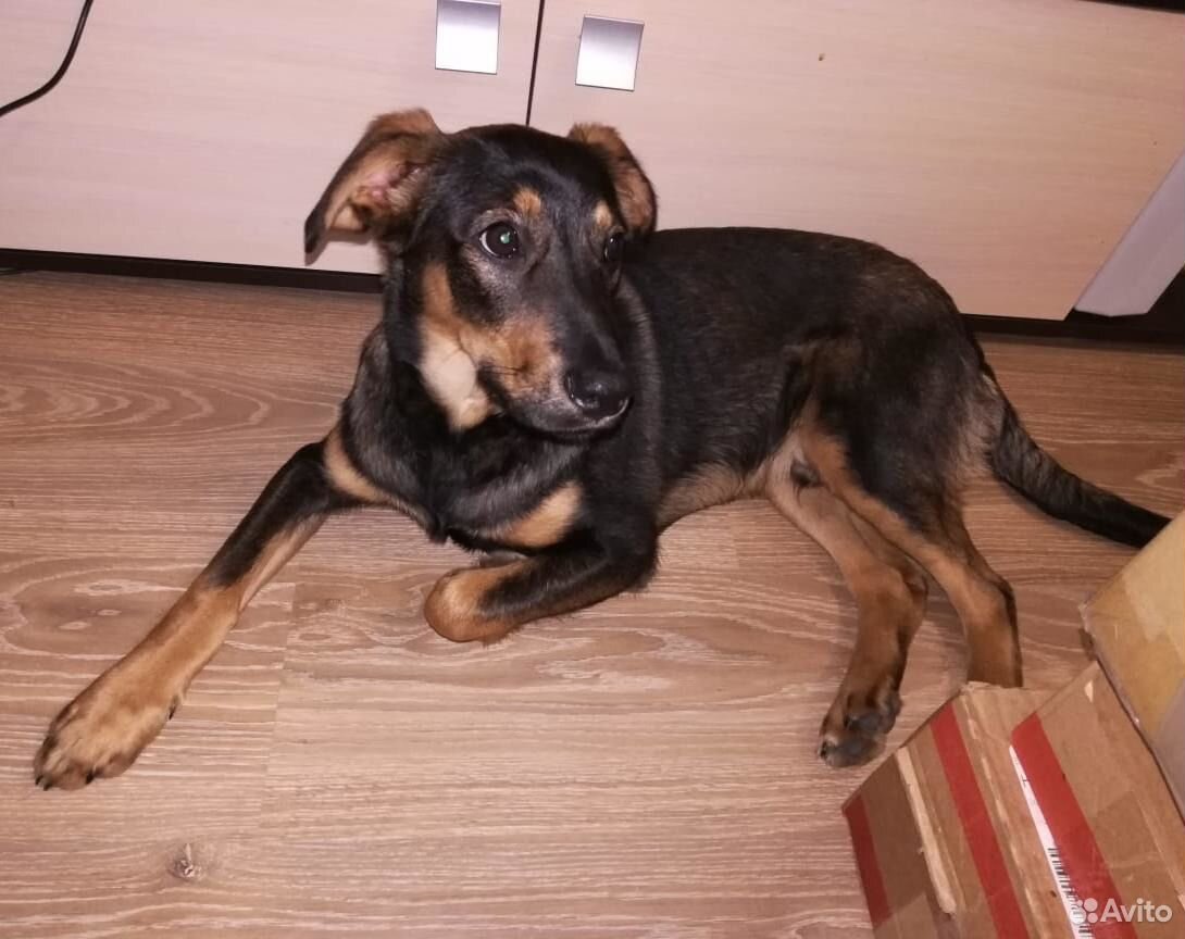 Плюшевый, красивый и нежный щенок Оскар ищет дом купить на Зозу.ру - фотография № 1