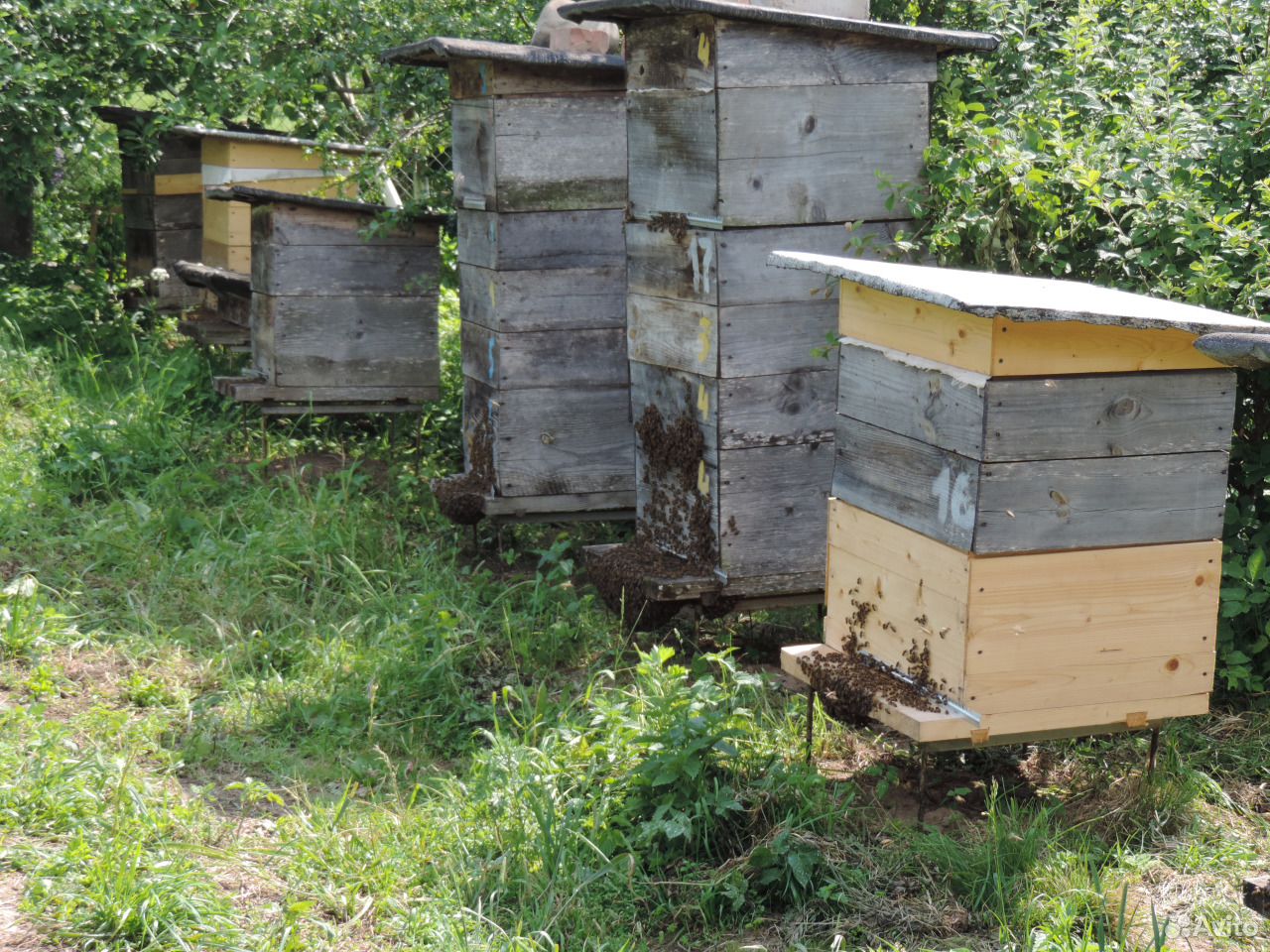 Пчелиные семьи с домиками купить на Зозу.ру - фотография № 1