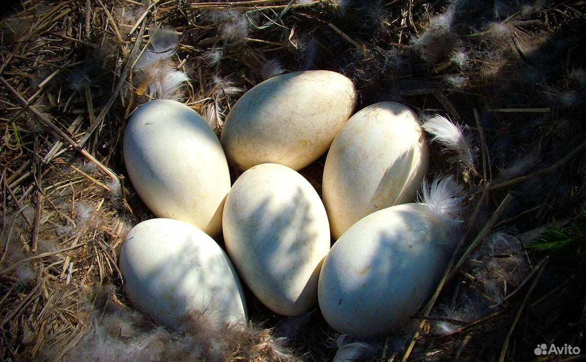 Гусиное инкубационное яйцо купить на Зозу.ру - фотография № 1