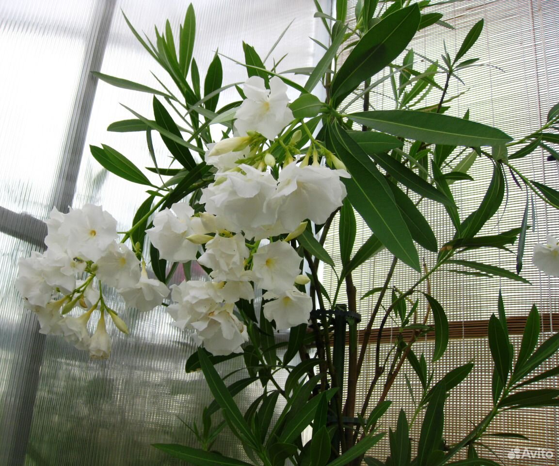 Олеандр цветок комнатный посадка и уход размножение фото