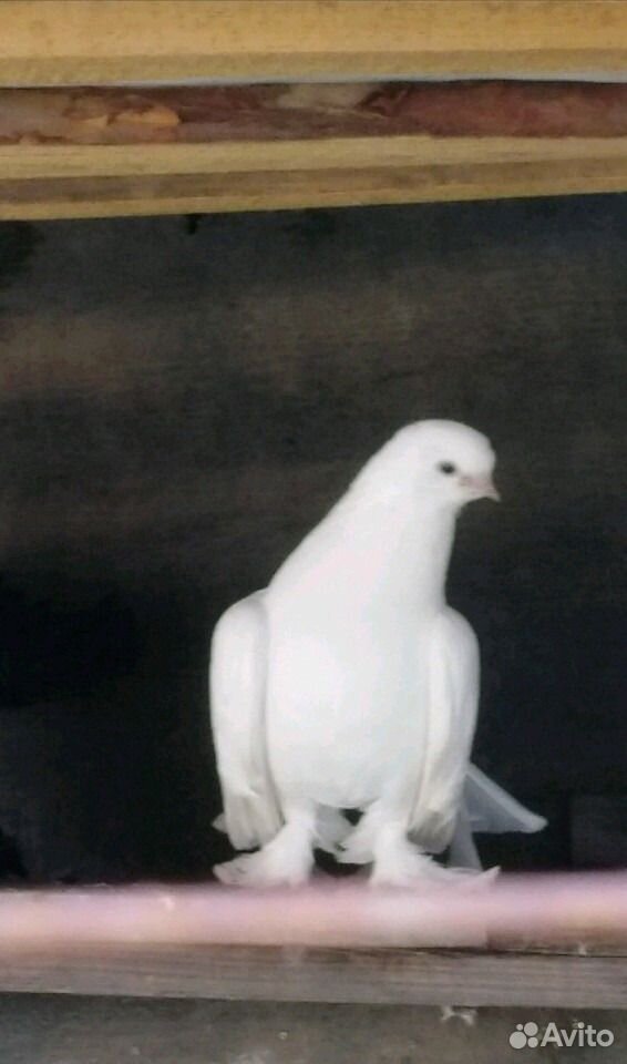 Статные белые голуби купить на Зозу.ру - фотография № 3