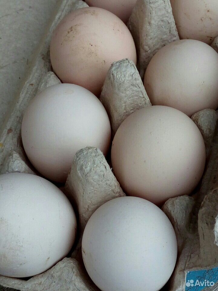 Яйцо от домашних курочек купить на Зозу.ру - фотография № 3