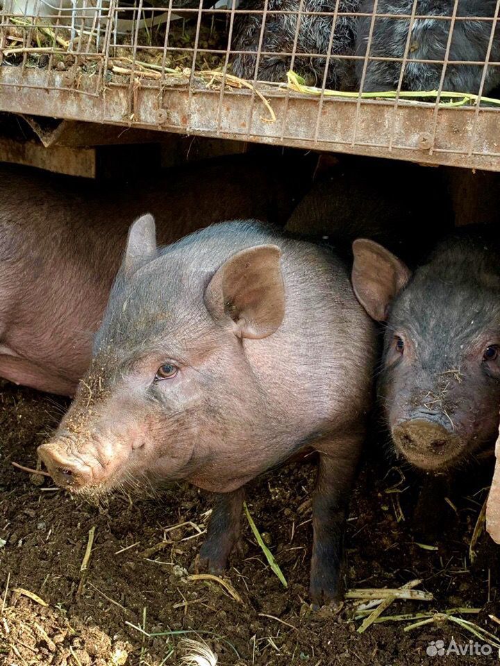 Вьетнамские свиньи купить на Зозу.ру - фотография № 3