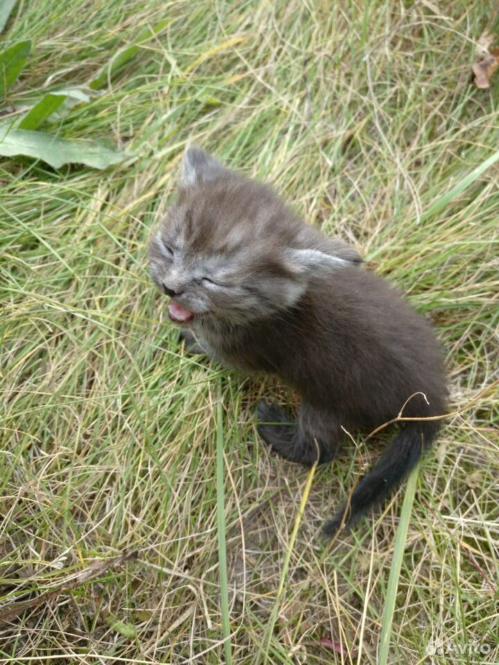 Котята серенькие полосатые кошка купить на Зозу.ру - фотография № 3