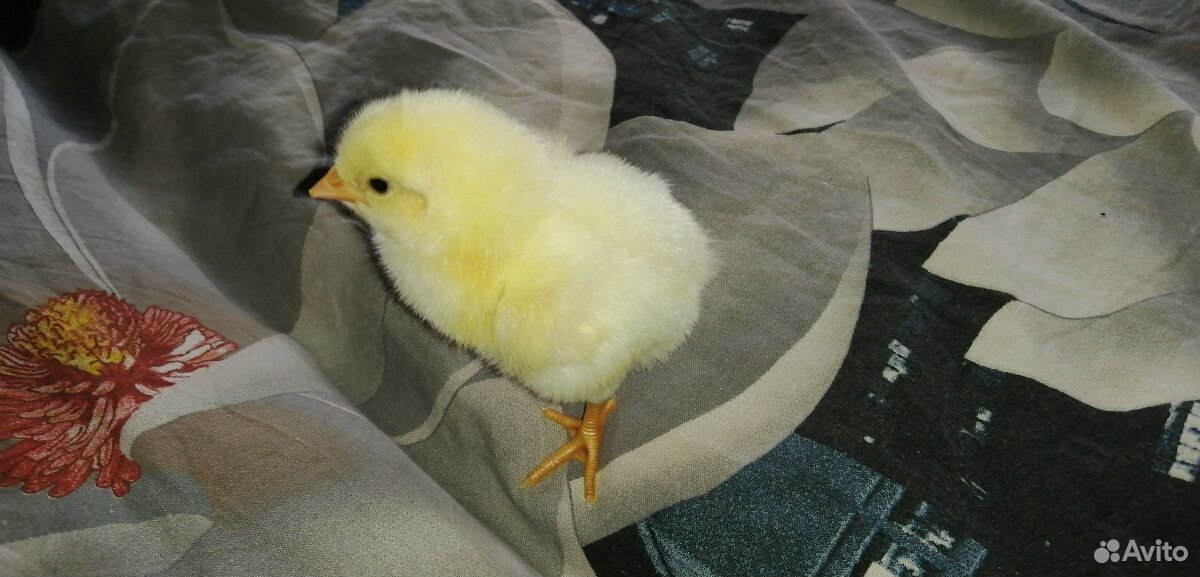 Цыплята от домашних курочек несушек, сут купить на Зозу.ру - фотография № 2
