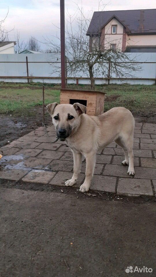 Собака во двор купить на Зозу.ру - фотография № 1
