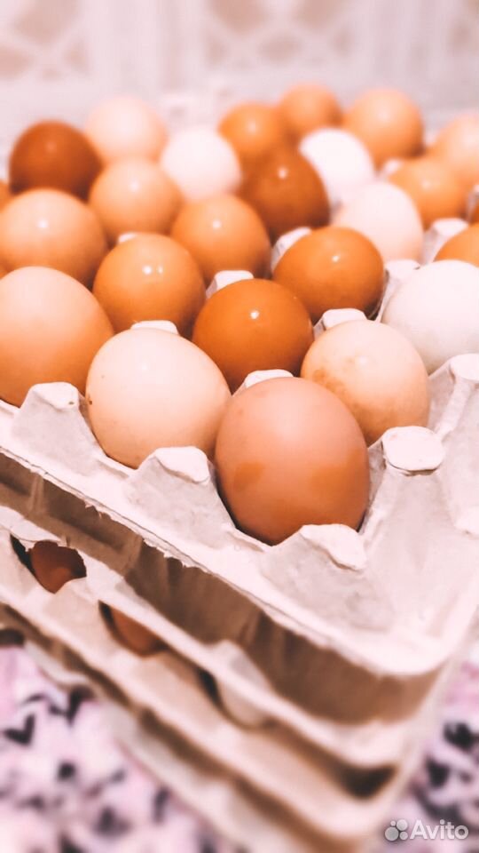Домашнее яйцо купить на Зозу.ру - фотография № 1
