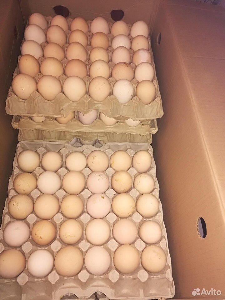 Инкубационное яйцо бройлера росс 308 купить на Зозу.ру - фотография № 1