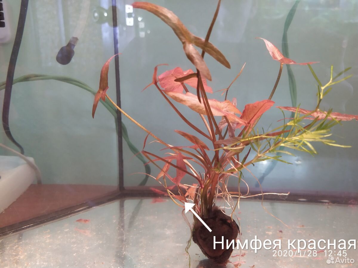 Растения и Рыбки купить на Зозу.ру - фотография № 1