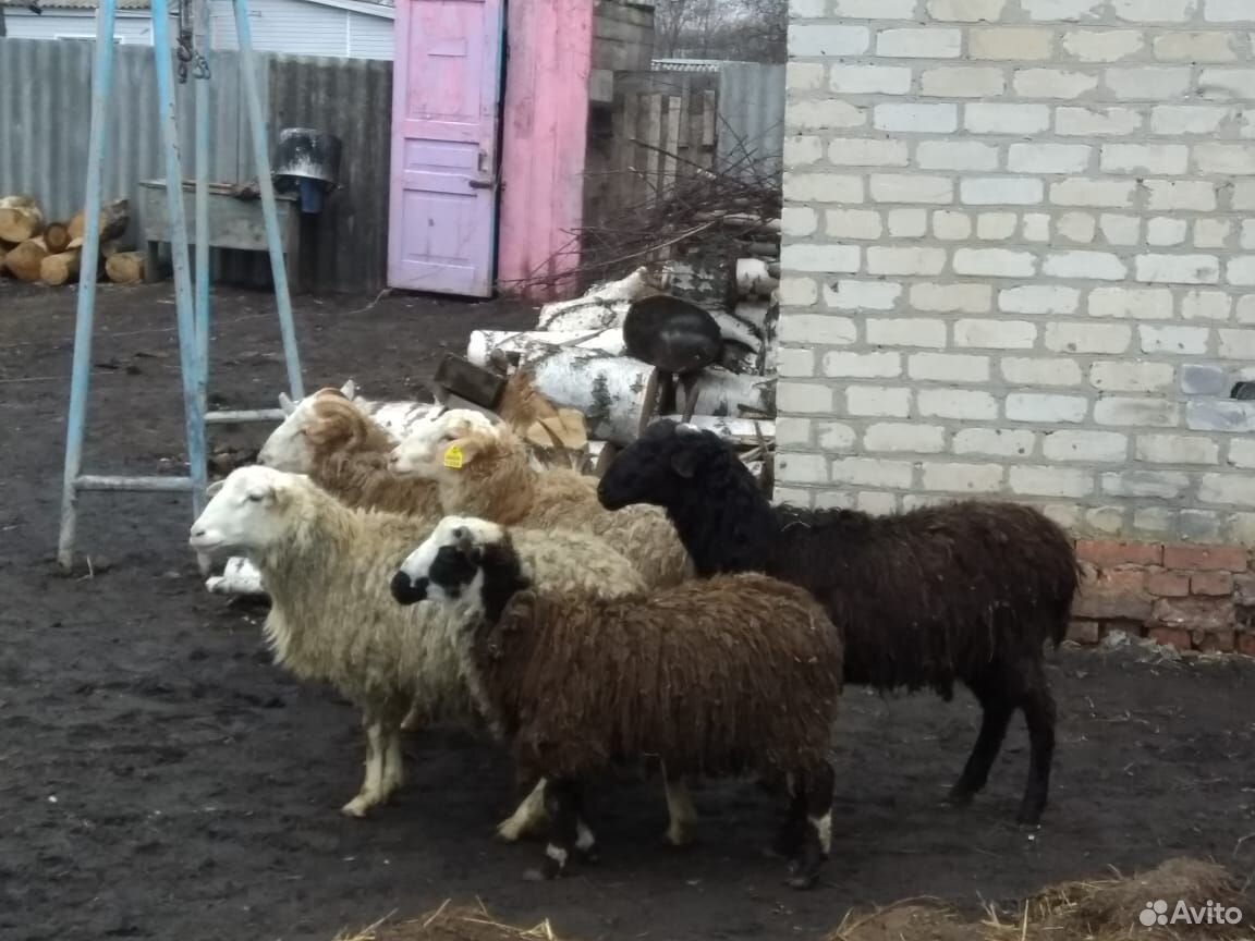 Бараны и овцы купить на Зозу.ру - фотография № 3