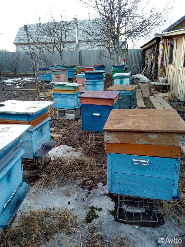 Улей с пчелами + корпус на 12рамок купить на Зозу.ру - фотография № 4