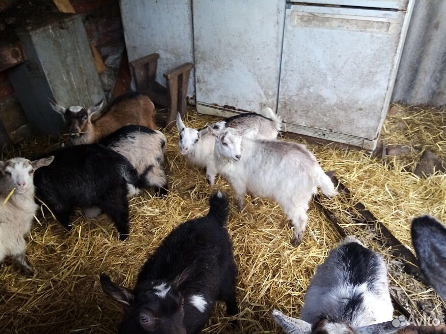 Молочные козы и козлята купить на Зозу.ру - фотография № 1