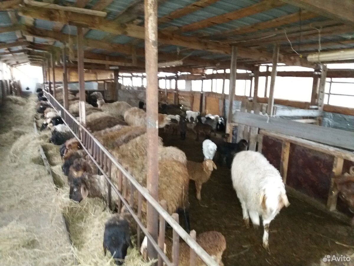 Ярки овцы бараны ягнята купить на Зозу.ру - фотография № 2