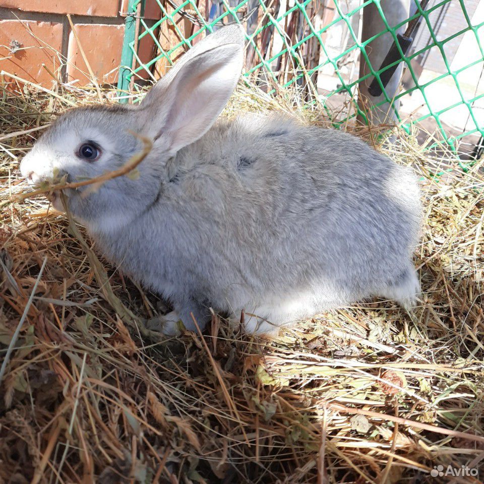 Продам кроликов разных пород купить на Зозу.ру - фотография № 3