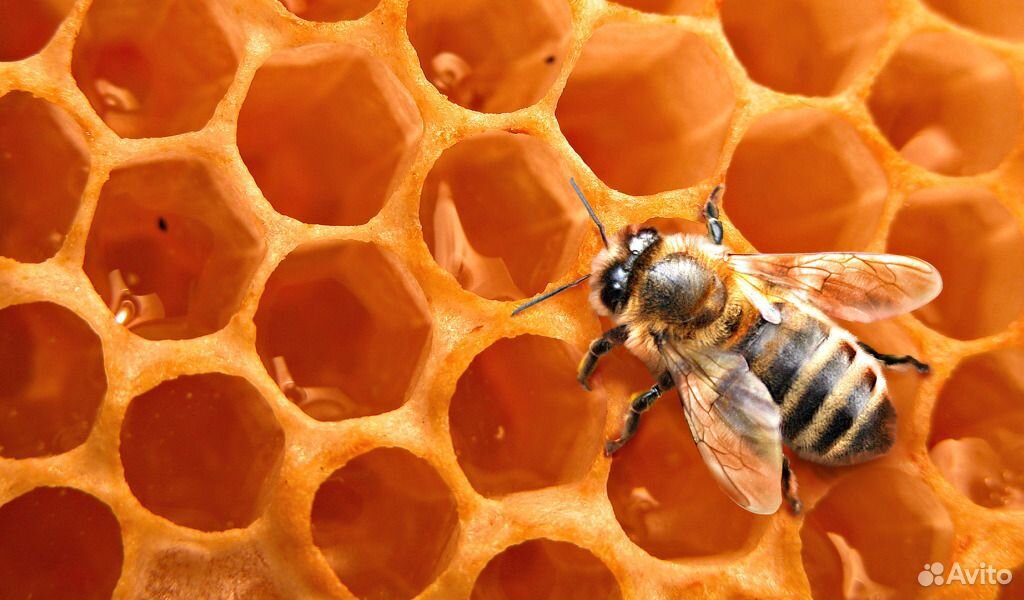 Пчелосемьи, пчелопакеты купить на Зозу.ру - фотография № 1