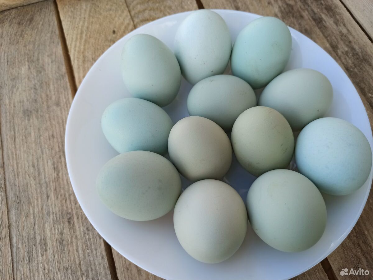 Инкубационное яйцо Легбар,Амераукана купить на Зозу.ру - фотография № 2