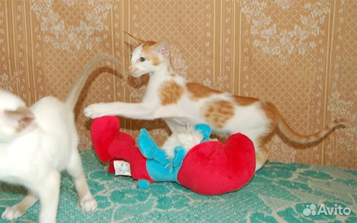 Рыжий с белым котик купить на Зозу.ру - фотография № 2