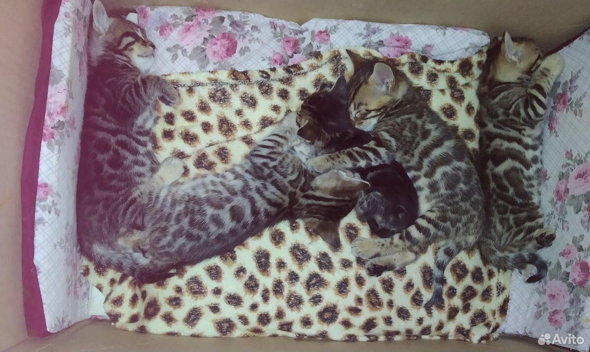 Бенгальские котята купить на Зозу.ру - фотография № 1