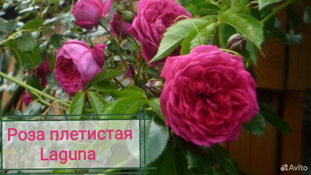 Розы Плетистые. Саженцы купить на Зозу.ру - фотография № 3