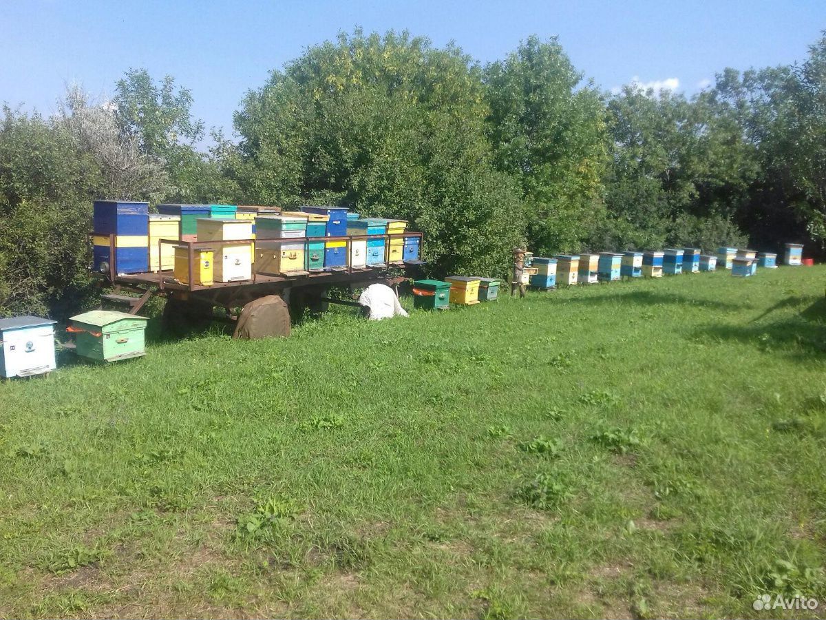 Пчелосемьи с ульями или на высадку купить на Зозу.ру - фотография № 1