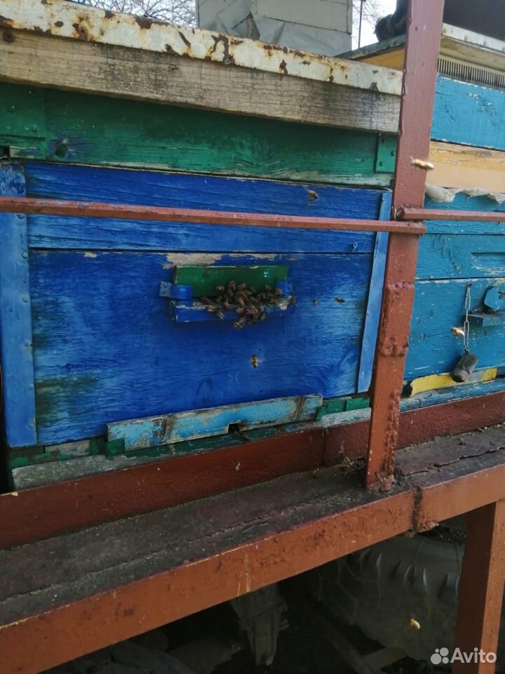 Пчелопакет на 4 рамки купить на Зозу.ру - фотография № 1