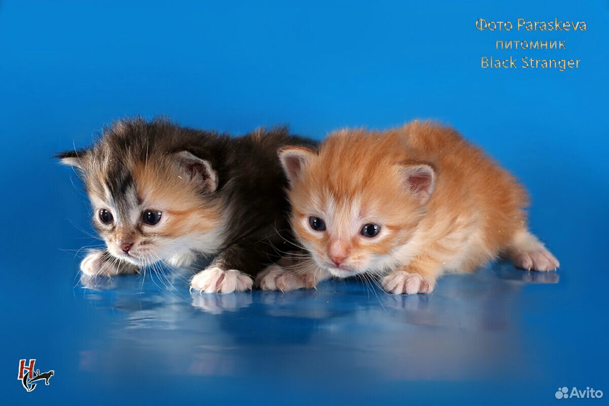 Сибирские котятки с документами купить на Зозу.ру - фотография № 3