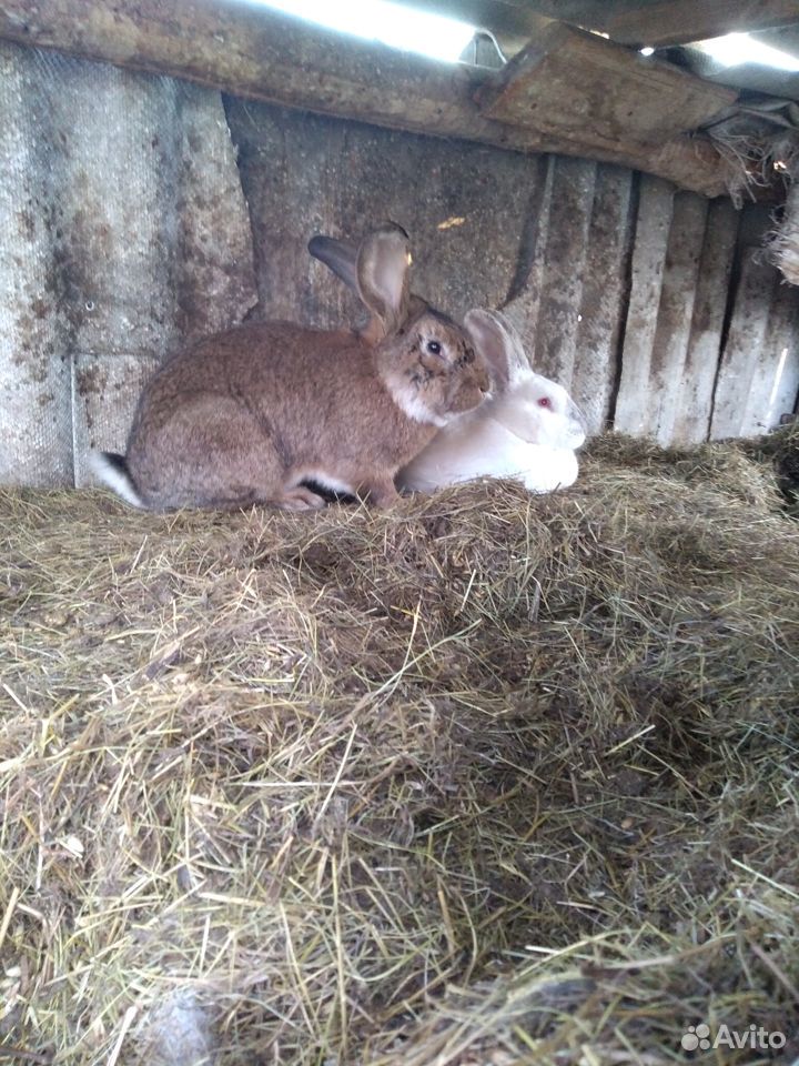 Продам кроликов самцов на племя,и одну самчиху купить на Зозу.ру - фотография № 9