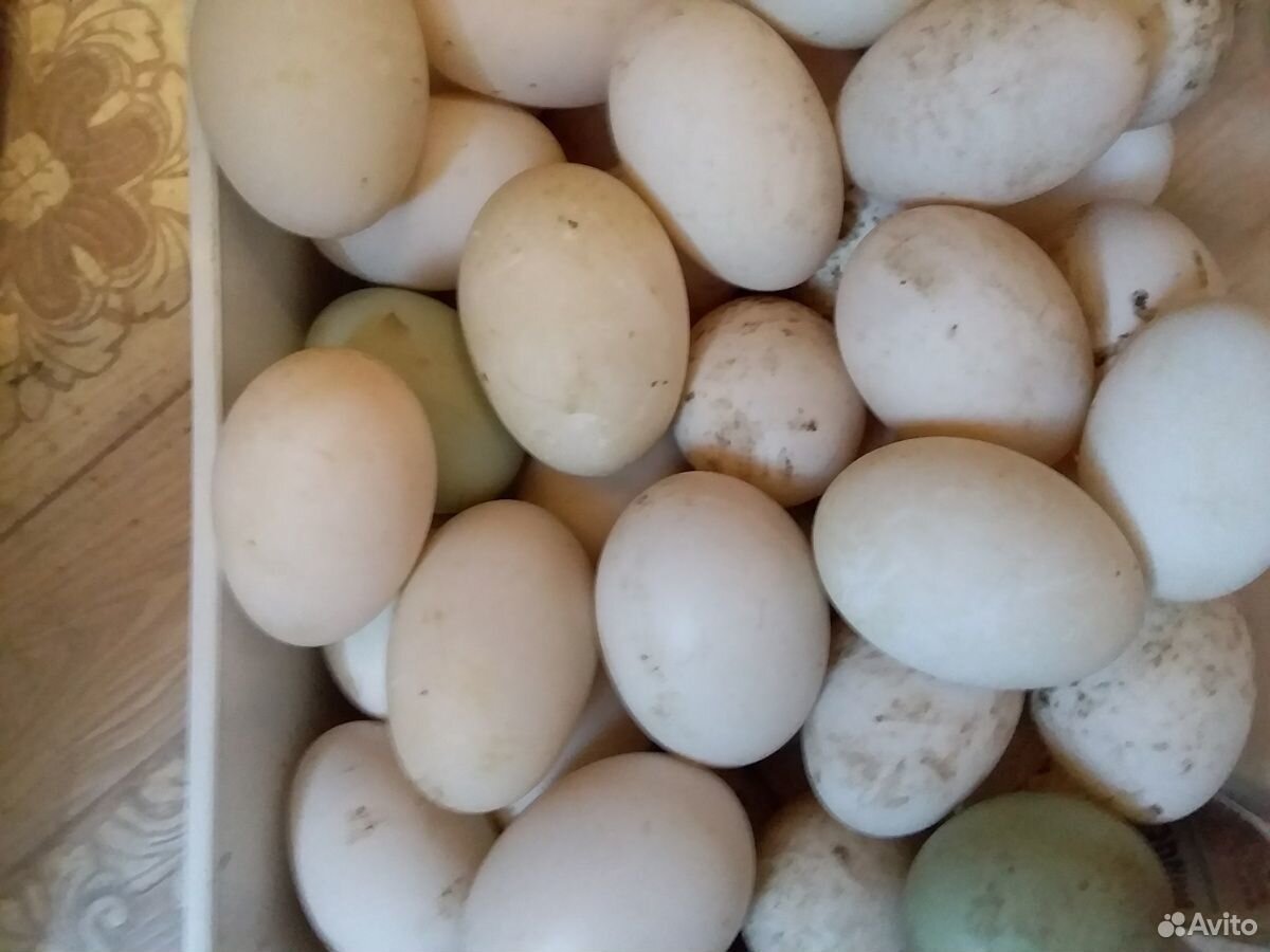 Продам петуха,так же продаю куриное и утиное яйцо купить на Зозу.ру - фотография № 3