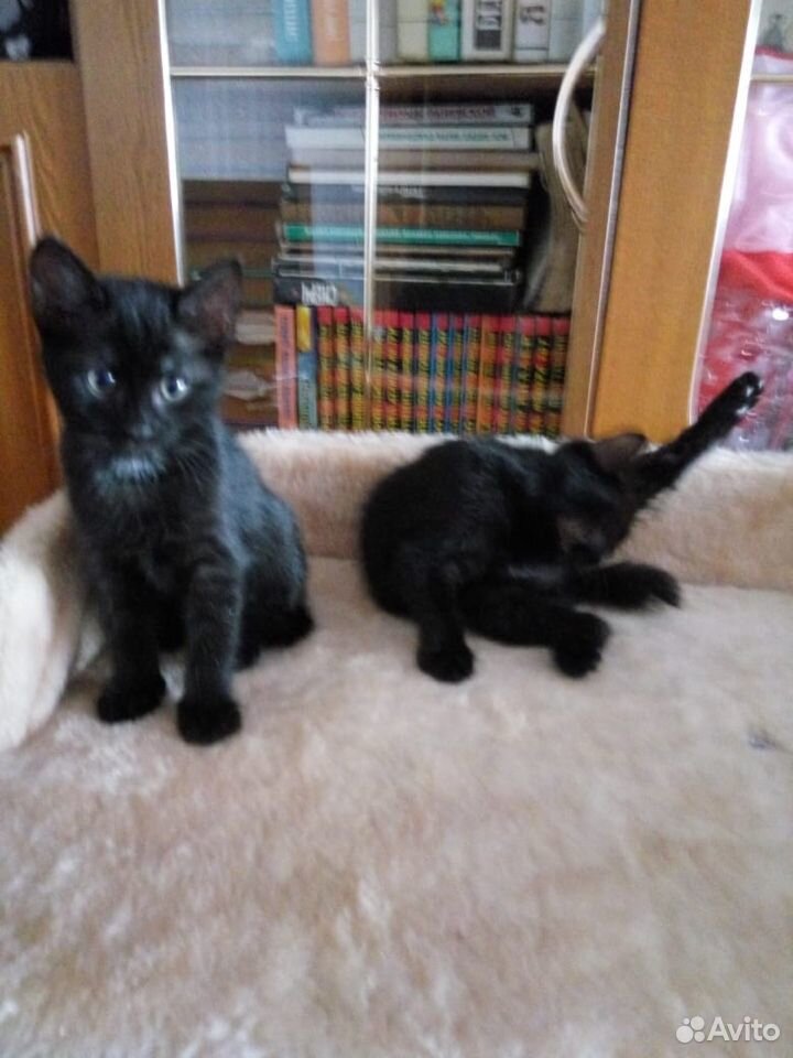 2 чёрные кошечки купить на Зозу.ру - фотография № 4