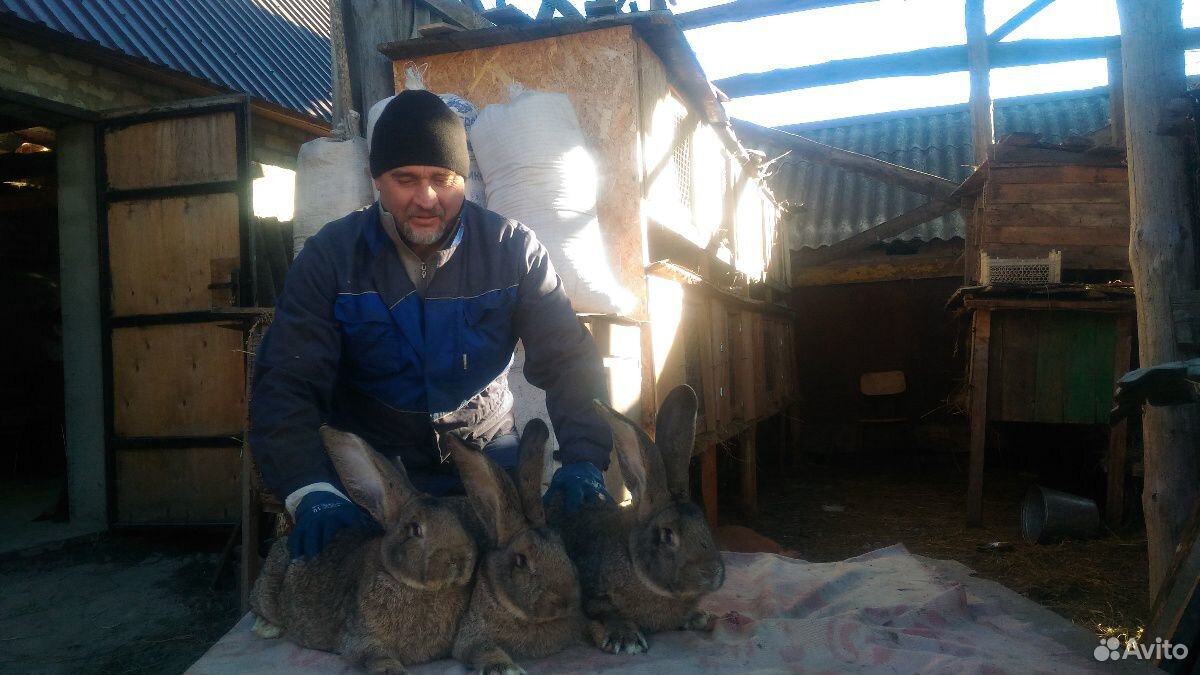 Кролик купить на Зозу.ру - фотография № 9