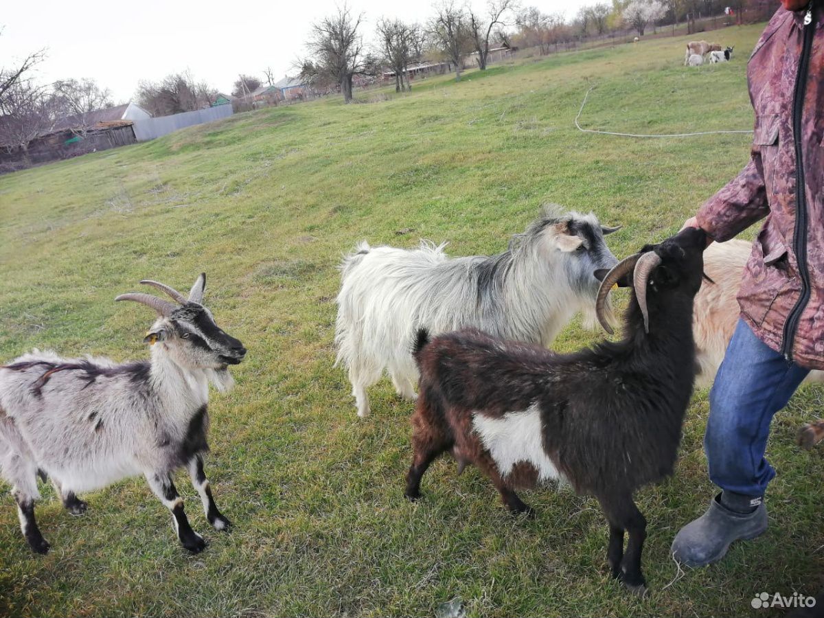 Козы,козлята,овцы купить на Зозу.ру - фотография № 1