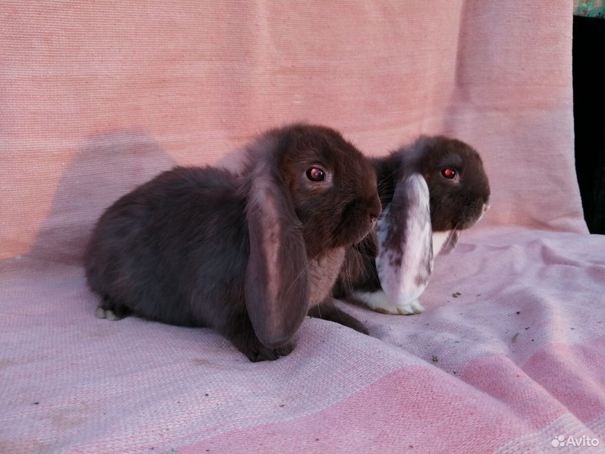 Кролики Французский баран купить на Зозу.ру - фотография № 5