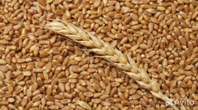 Продаю пшеницу купить на Зозу.ру - фотография № 1