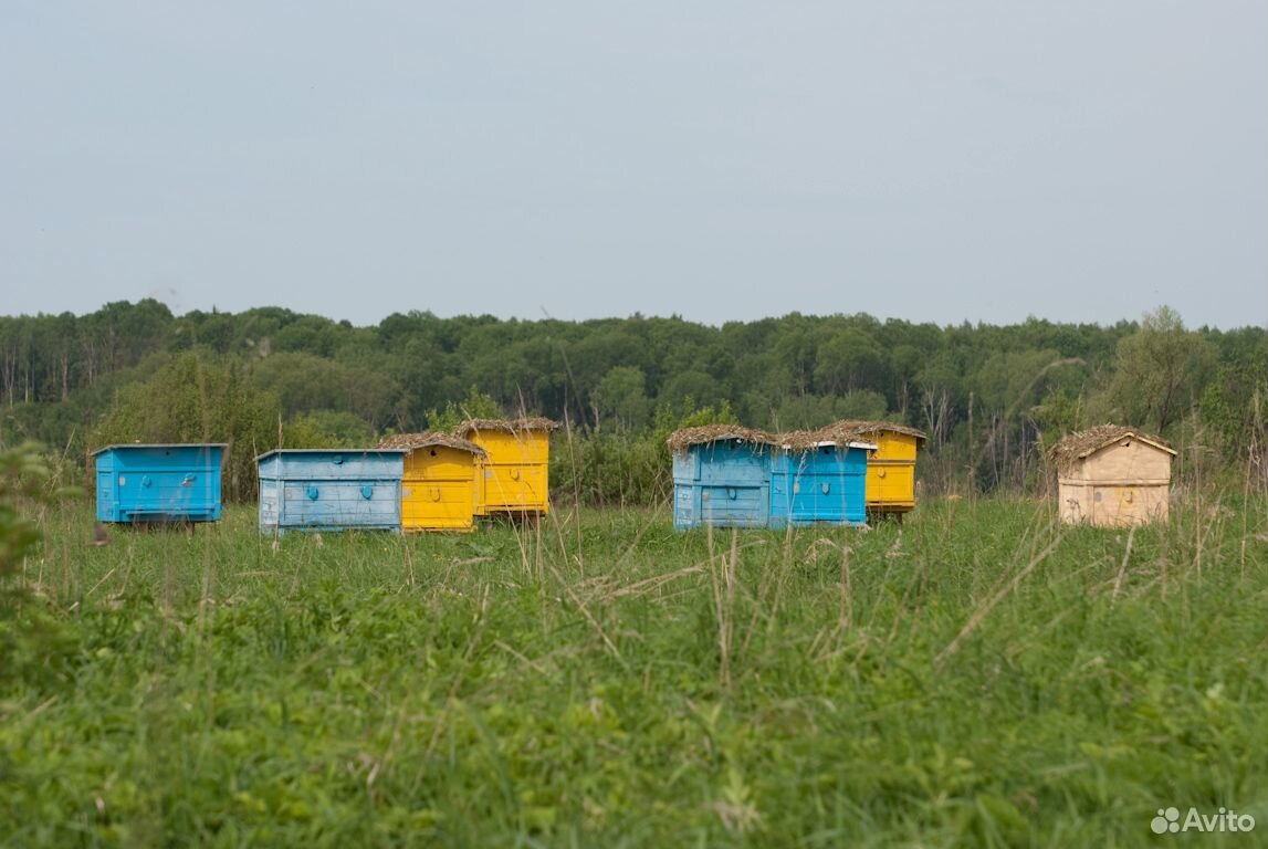 Продам пасеку (улья, пчелы, хоз.инвентарь) купить на Зозу.ру - фотография № 1