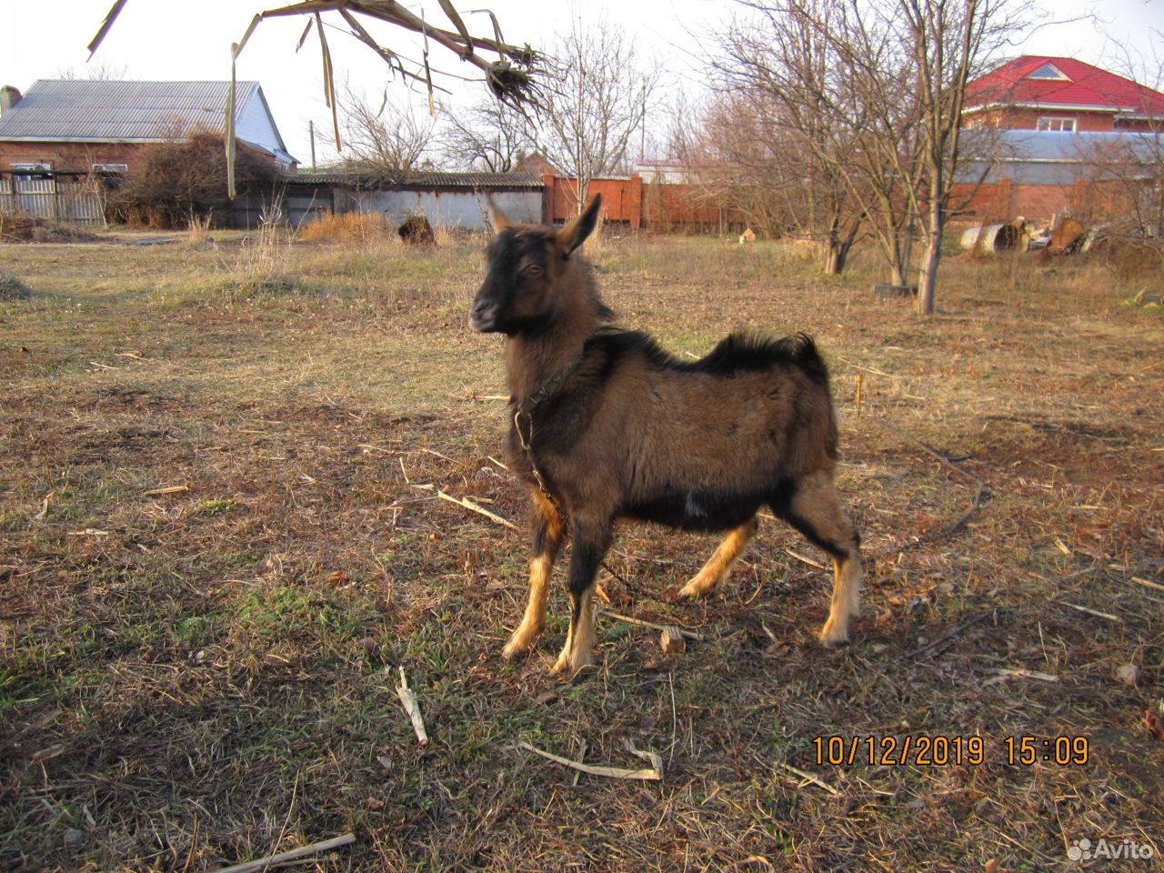 Коза козел козлята купить на Зозу.ру - фотография № 7