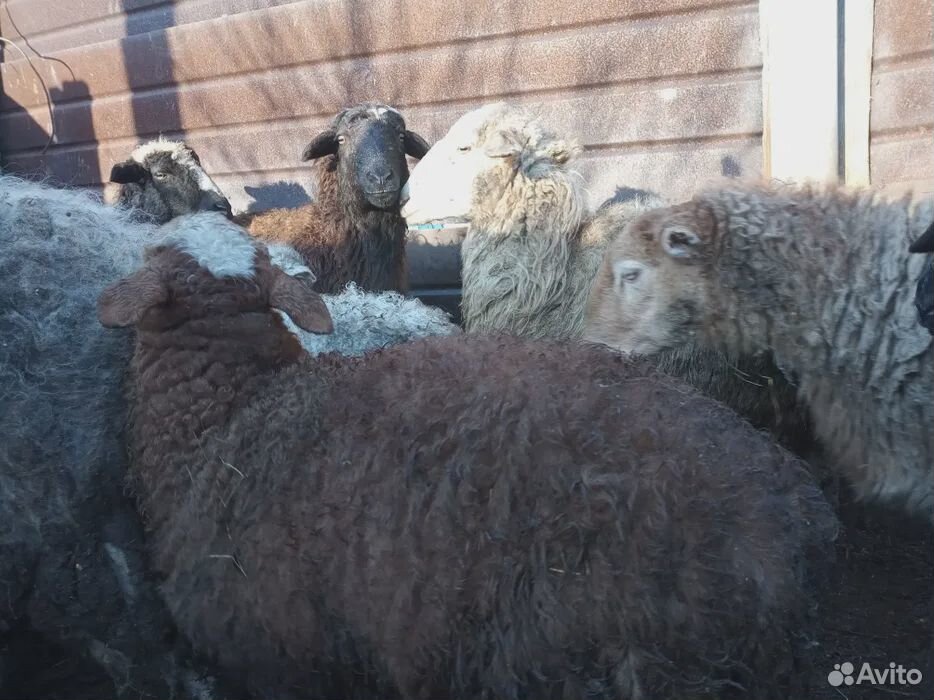 Продам здоровых овец купить на Зозу.ру - фотография № 1