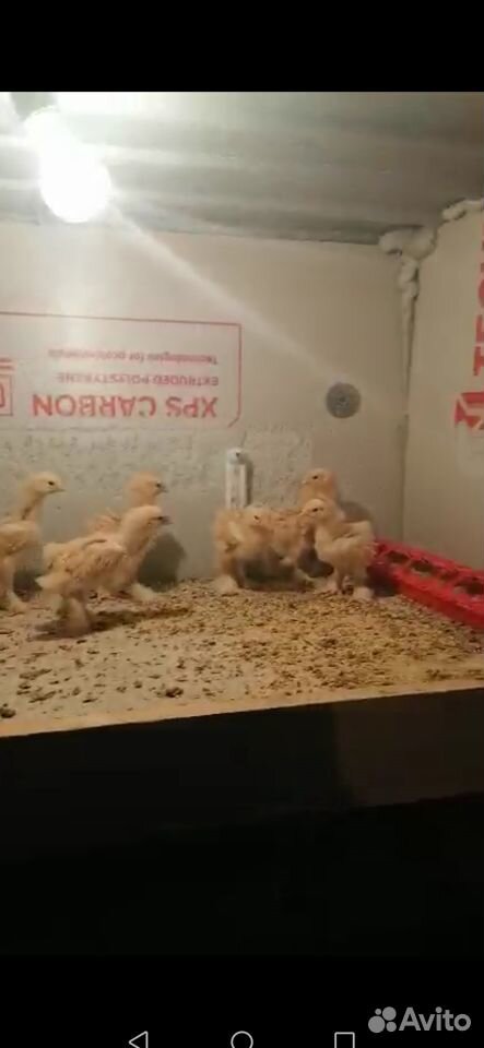 Цыплята палевого Кохинхина купить на Зозу.ру - фотография № 3